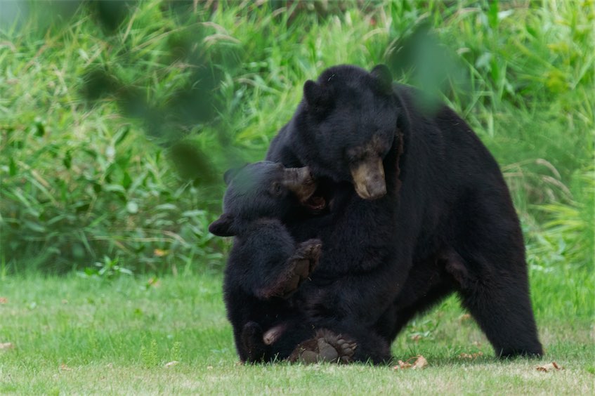 Bear Wrestle 0810